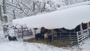 Sno 1 22.jpg